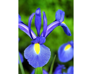 Blue flowers